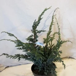 Jeneverbes (Juniperus Squamata 'Meyeri') -Exporteren Tuin Zorgzaam Winkel 20130125154429 3