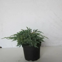 Jeneverbes (Juniperus Squamata 'Blue Carpet') -Exporteren Tuin Zorgzaam Winkel 20130125154733 4