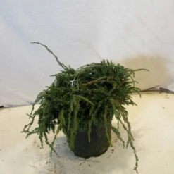 Jeneverbes (Juniperus Squamata 'Blue Carpet') -Exporteren Tuin Zorgzaam Winkel 20130125154745 4