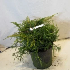 Jeneverbes (Juniperus Media 'Pfitzeriana Aurea') -Exporteren Tuin Zorgzaam Winkel 20130125160446 4