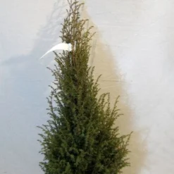 Jeneverbes (Juniperus Communis 'Hibernica') -Exporteren Tuin Zorgzaam Winkel 20130125161445 7