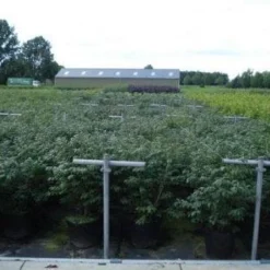 Kardinaalshoed (Euonymus Alatus 'Compactus') -Exporteren Tuin Zorgzaam Winkel 20130214112611 12