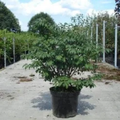 Kardinaalshoed (Euonymus Alatus 'Compactus') -Exporteren Tuin Zorgzaam Winkel 20130214112624 12