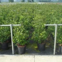 Blauwe Hulst (Ilex Meserveae 'Blue Prince') 15 Blauwe Hulst (Ilex Meserveae 'Blue Prince') -Exporteren Tuin Zorgzaam Winkel 20130214133905 10