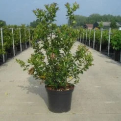 Blauwe Hulst (Ilex Meserveae 'Blue Prince') -Exporteren Tuin Zorgzaam Winkel 20130214133913 10 1