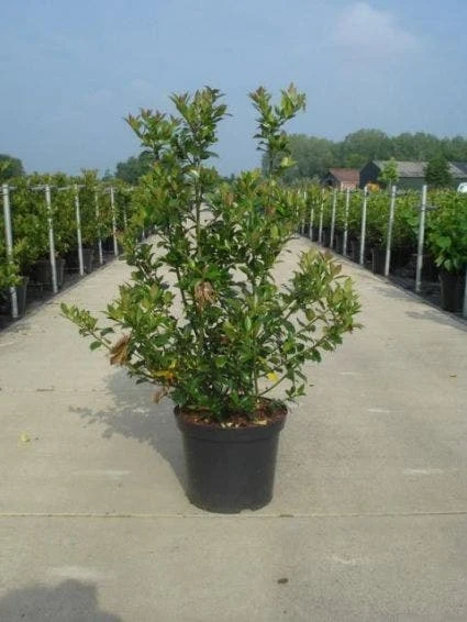 Blauwe Hulst (Ilex Meserveae 'Blue Prince') 6 Blauwe Hulst (Ilex Meserveae 'Blue Prince') - Afbeelding 4