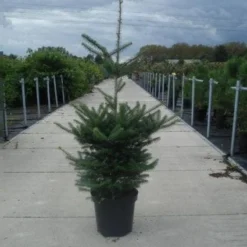 Koreaanse Zilverspar (Abies Koreana) -Exporteren Tuin Zorgzaam Winkel 20130215101851 6 1