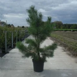 Grove Den, Solitair (Pinus Sylvestris) -Exporteren Tuin Zorgzaam Winkel 20130215102527 18