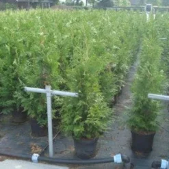 Reuzenlevensboom (Thuja Plicata 'Excelsa') -Exporteren Tuin Zorgzaam Winkel 20130215102918 9