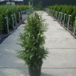Reuzenlevensboom (Thuja Plicata 'Excelsa') -Exporteren Tuin Zorgzaam Winkel 20130215102927 9 1