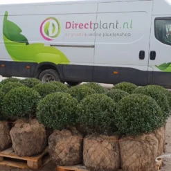 Japanse Hulst In Bolvorm (Ilex Crenata 'Caroline Upright')