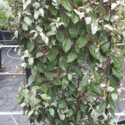 Olijfwilg Als Leivorm (Elaeagnus Ebbingei) -Exporteren Tuin Zorgzaam Winkel 20190501 114514 resized