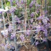 Blauwe Regen Als Leivorm (Wisteria Brachybotrys 'Yokohama Fuji') -Exporteren Tuin Zorgzaam Winkel 20190507 113255 resized 1