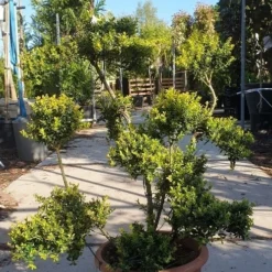 Japanse Hulst Als Bonsai (Ilex Crenata 'Kinme') -Exporteren Tuin Zorgzaam Winkel 20190514 085520 resized