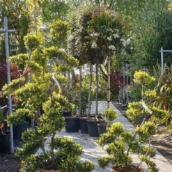 Japanse Hulst Als Bonsai (Ilex Crenata 'Kinme') -Exporteren Tuin Zorgzaam Winkel 20190514 085634 resized