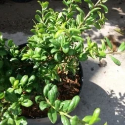 Japanse Hulst (Ilex Crenata 'Green Lustre) -Exporteren Tuin Zorgzaam Winkel 20190620 155833 1