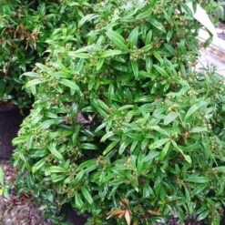 Vuurdoorn Als Bol (Pyracantha 'Navaho') -Exporteren Tuin Zorgzaam Winkel 20190712 153414