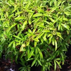 Vuurdoorn Als Bol (Pyracantha 'Navaho') -Exporteren Tuin Zorgzaam Winkel 20190712 153454