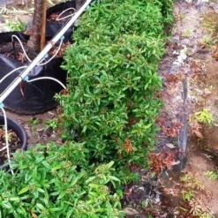 Vuurdoorn Als Bol (Pyracantha 'Navaho') -Exporteren Tuin Zorgzaam Winkel 20190712 153510