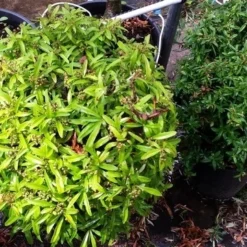 Vuurdoorn Als Bol (Pyracantha 'Navaho') -Exporteren Tuin Zorgzaam Winkel 20190712 153519