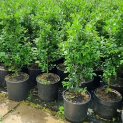 Hulst (Ilex Meserveae 'Heckenfee') -Exporteren Tuin Zorgzaam Winkel 20210614 113313