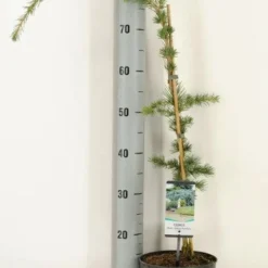 Treurceder (Cedrus Libani 'Glauca Pendula') -Exporteren Tuin Zorgzaam Winkel 2022 10 18 11 24 40 window