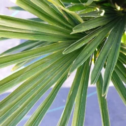 Winterharde Palm (Trachycarpus Wagnerianus) -Exporteren Tuin Zorgzaam Winkel 20220217 112257