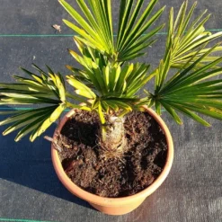 Winterharde Palm (Trachycarpus Wagnerianus) -Exporteren Tuin Zorgzaam Winkel 20220217 112423