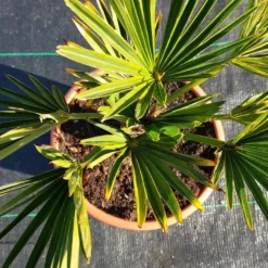 Winterharde Palm (Trachycarpus Wagnerianus) -Exporteren Tuin Zorgzaam Winkel 20220217 112447