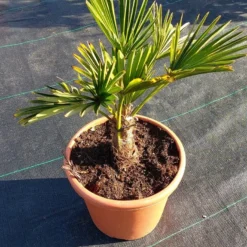 Winterharde Palm (Trachycarpus Wagnerianus) -Exporteren Tuin Zorgzaam Winkel 20220217 112456