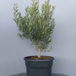 Olijf Als Struik (Olea Europaea) -Exporteren Tuin Zorgzaam Winkel 20220223 132609