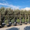 Olijfwilg Als Leiboom (Elaeagnus Ebbingei) -Exporteren Tuin Zorgzaam Winkel 20220728 174446