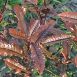 Glansmispel (Photinia Serratifolia ‘Crunchy’) -Exporteren Tuin Zorgzaam Winkel 21 rec ret photinia crunchy rev100 jardin 11mars14 1