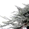 Jeneverbes (Juniperus Horizontalis 'Icee Blue') -Exporteren Tuin Zorgzaam Winkel 233100.030c03 2015974