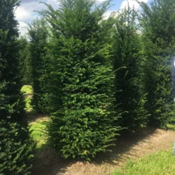 Grote Venijnboom (Taxus Baccata) -Exporteren Tuin Zorgzaam Winkel 250300x 100 125 1