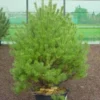 Grove Den (Pinus Sylvestris 'Norwegian') -Exporteren Tuin Zorgzaam Winkel 281pinussylv.norwegian 7