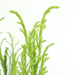 Sikkelden (Cryptomeria Japonica 'Kitayama') -Exporteren Tuin Zorgzaam Winkel 2887685 v t5