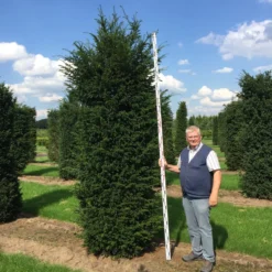 Grote Venijnboom (Taxus Baccata) -Exporteren Tuin Zorgzaam Winkel 300350 x 100 125 br 1 1