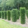 Taxus (Taxus Baccata Cilinder) -Exporteren Tuin Zorgzaam Winkel 343taxusbaccatacilinder 1