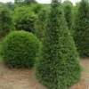 Taxus Als Pyramide (Taxus Baccata) -Exporteren Tuin Zorgzaam Winkel 347taxusbaccatapir 5 1