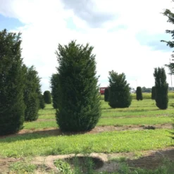 Grote Venijnboom (Taxus Baccata) -Exporteren Tuin Zorgzaam Winkel 400450x 150 200 2