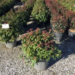 Sneeuwbal Als Bolvorm (Viburnum Tinus 'Eve Price') -Exporteren Tuin Zorgzaam Winkel 4050