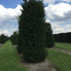 Grote Venijnboom (Taxus Baccata) -Exporteren Tuin Zorgzaam Winkel 500550x 150 200 1 1