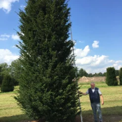 Grote Venijnboom (Taxus Baccata) -Exporteren Tuin Zorgzaam Winkel 550600 x 175 200 1 1