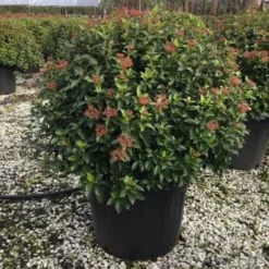 Sneeuwbal Als Bolvorm (Viburnum Tinus 'Eve Price') -Exporteren Tuin Zorgzaam Winkel 6070