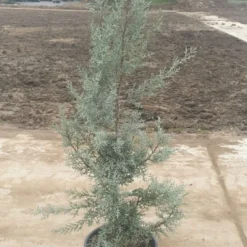Cipres (Cupressus Arizonica 'Glauca') -Exporteren Tuin Zorgzaam Winkel 7888f186 82df 40f0 a6e3 5c48ccda9904