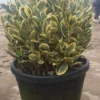 Kardinaalshoed Als Bol (Euonymus Japonicus 'Bravo') -Exporteren Tuin Zorgzaam Winkel 92dad862 0f9e 4dee 96e6 88c471cb2c98
