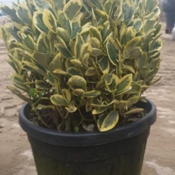 Kardinaalshoed Als Bol (Euonymus Japonicus 'Bravo')