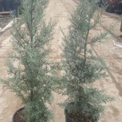Cipres (Cupressus Arizonica 'Glauca') -Exporteren Tuin Zorgzaam Winkel 94d98ecf eeaf 4488 bd36 6b6bea13f39a