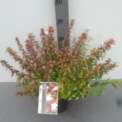 Abelia (Abelia Grandiflora 'Sherwood') -Exporteren Tuin Zorgzaam Winkel abelia grandiflora sherwood